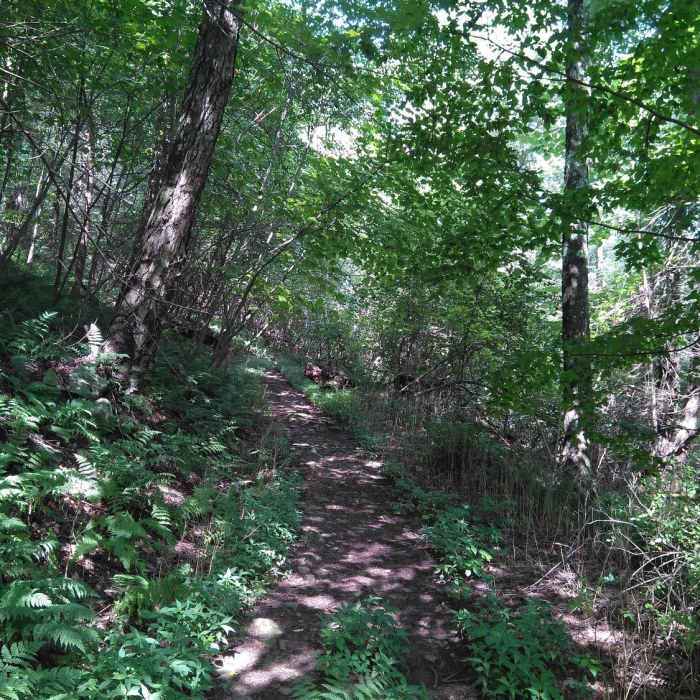 Near Musser/Shingletown Loop