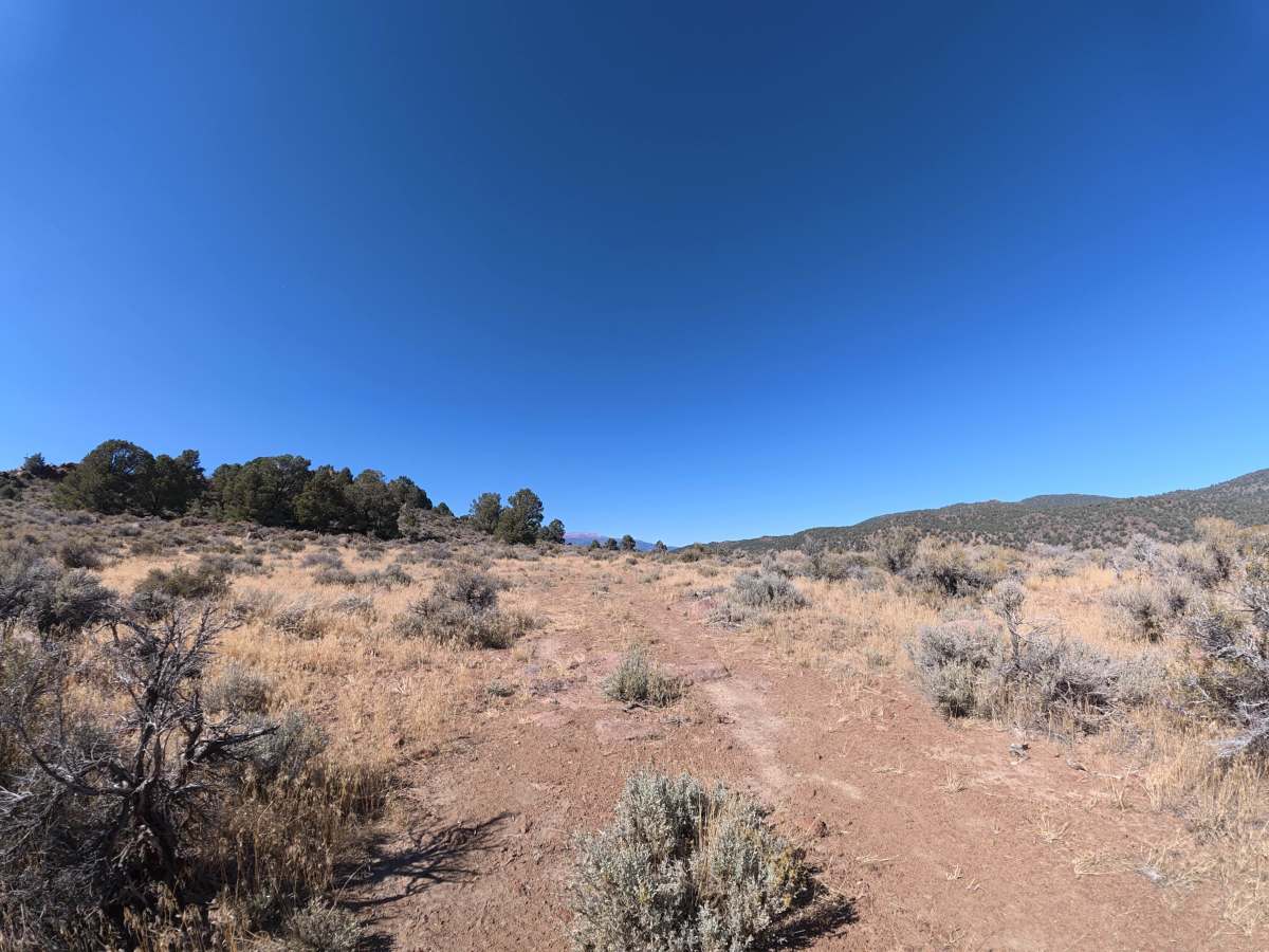 Dog Town Spur C photo 3