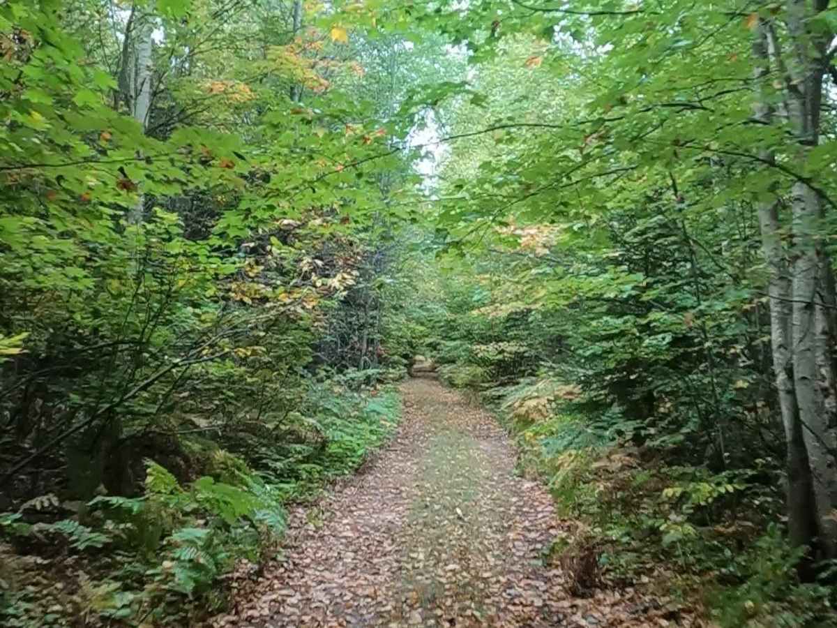 Little Dollar - Timber Trail trail photo
