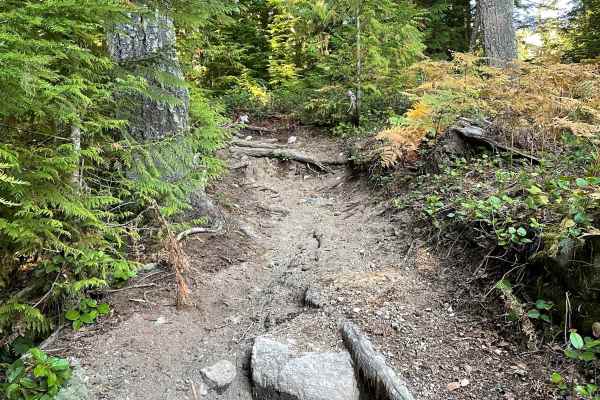 Skidder Skip