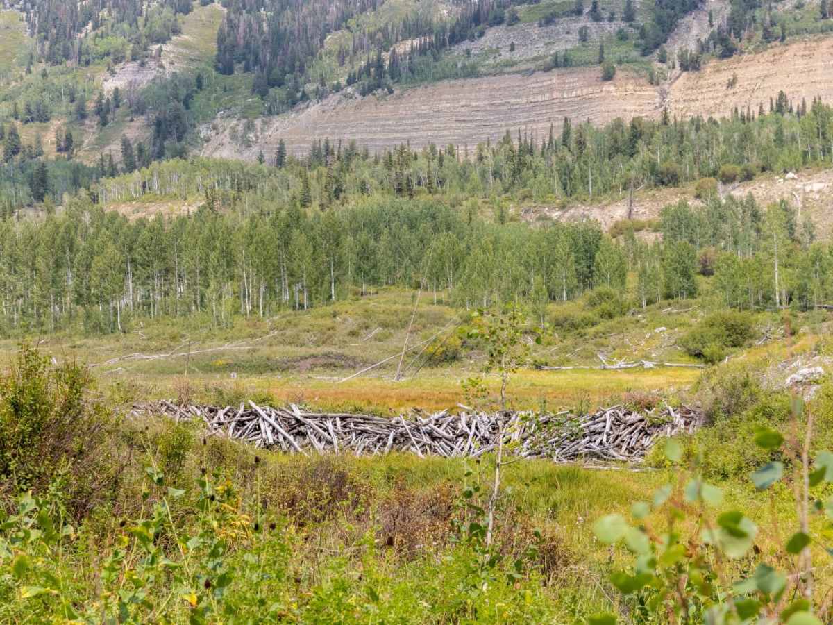 Giant Aspen Trail photo 2