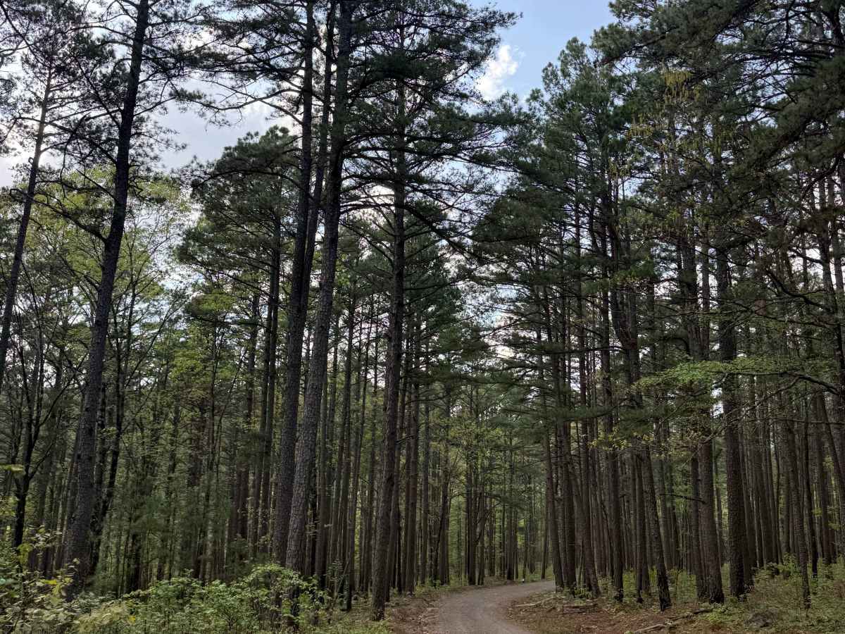 Piney War Trail photo 4
