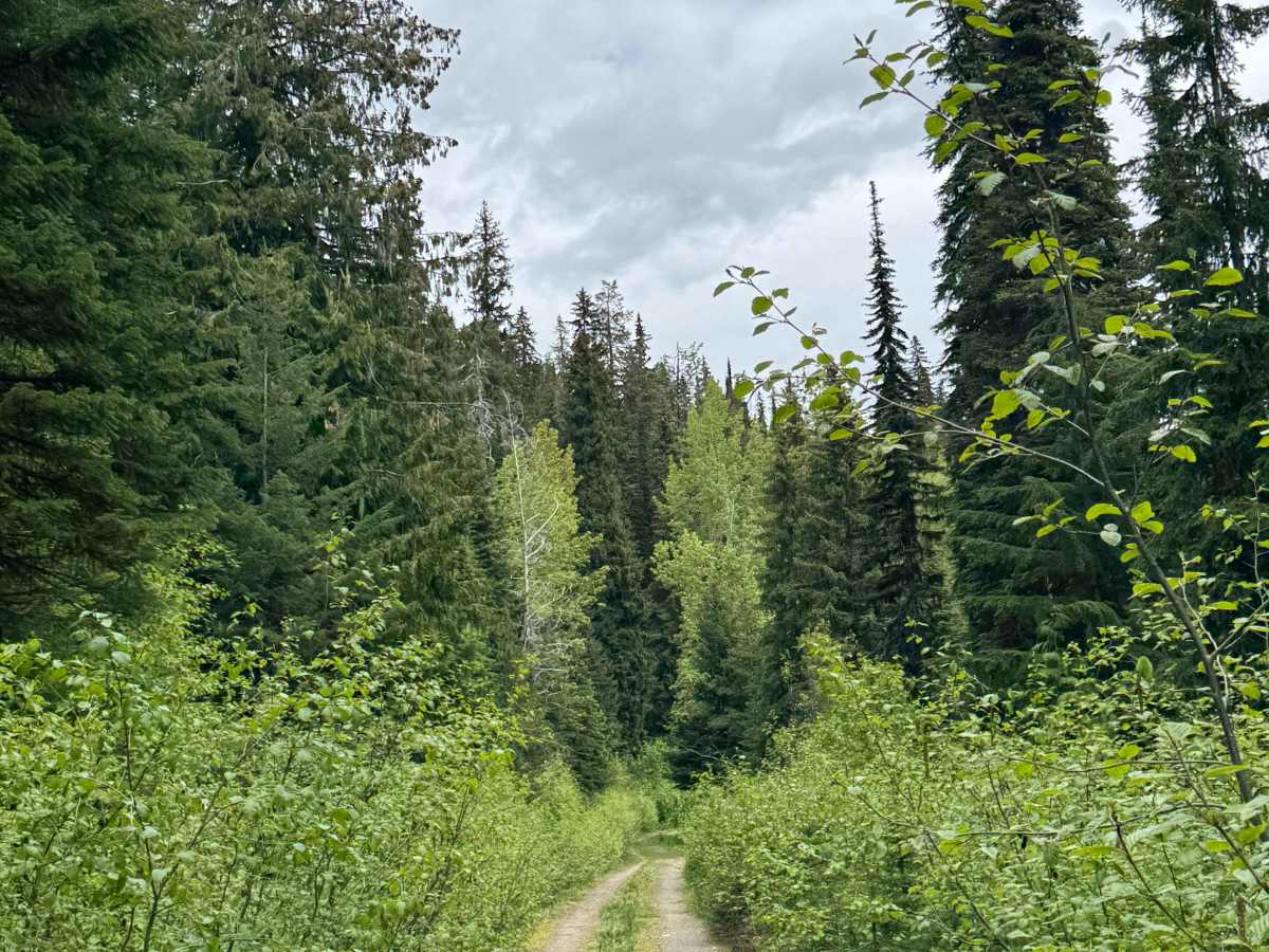 Bear Pasture - FS 2212-200 photo 5