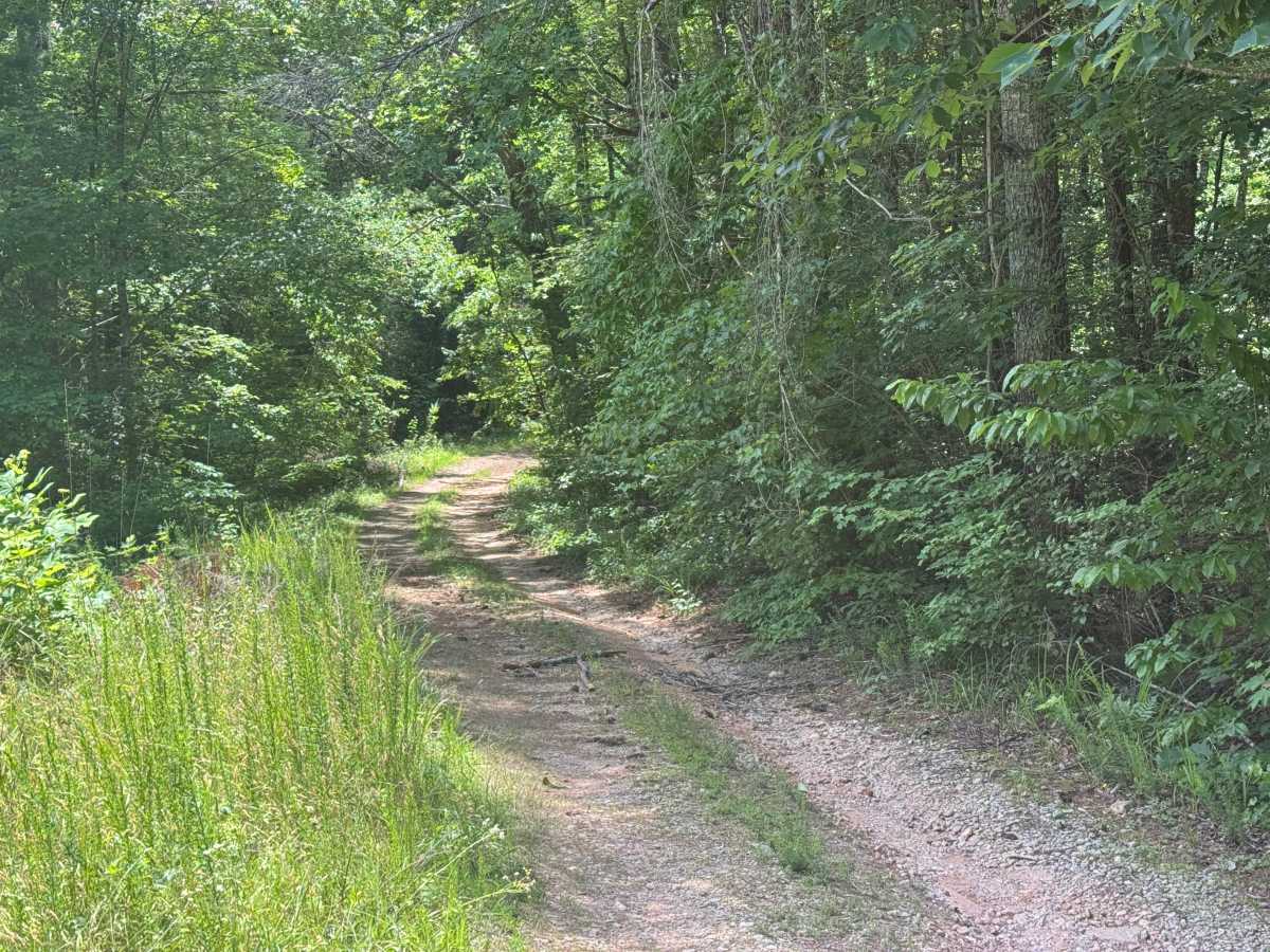 Upper Cliff Creek - FS 8 trail photo