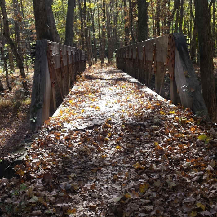 Near North-South Trail (North Section)