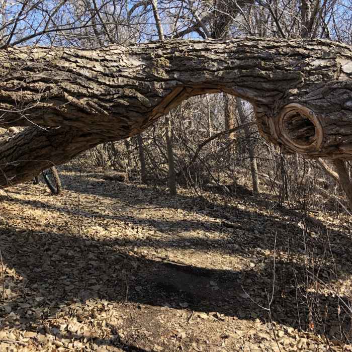 Creative solution for a downed tree! Near Ford County Lake Trail