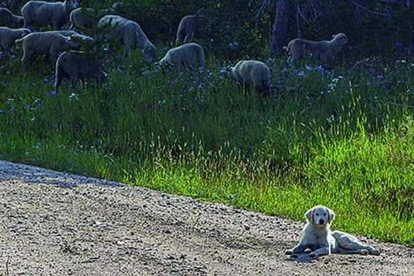 Farwell Mountain via Lost Dog