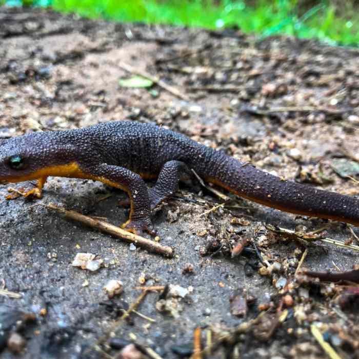 Near Point Reyes Hill Loop via Inverness Ridge, Muddy Hollow, and Bayview Trail