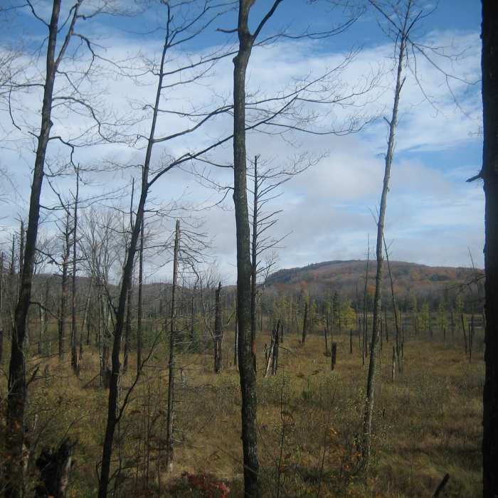 Near Little Carp River Trail