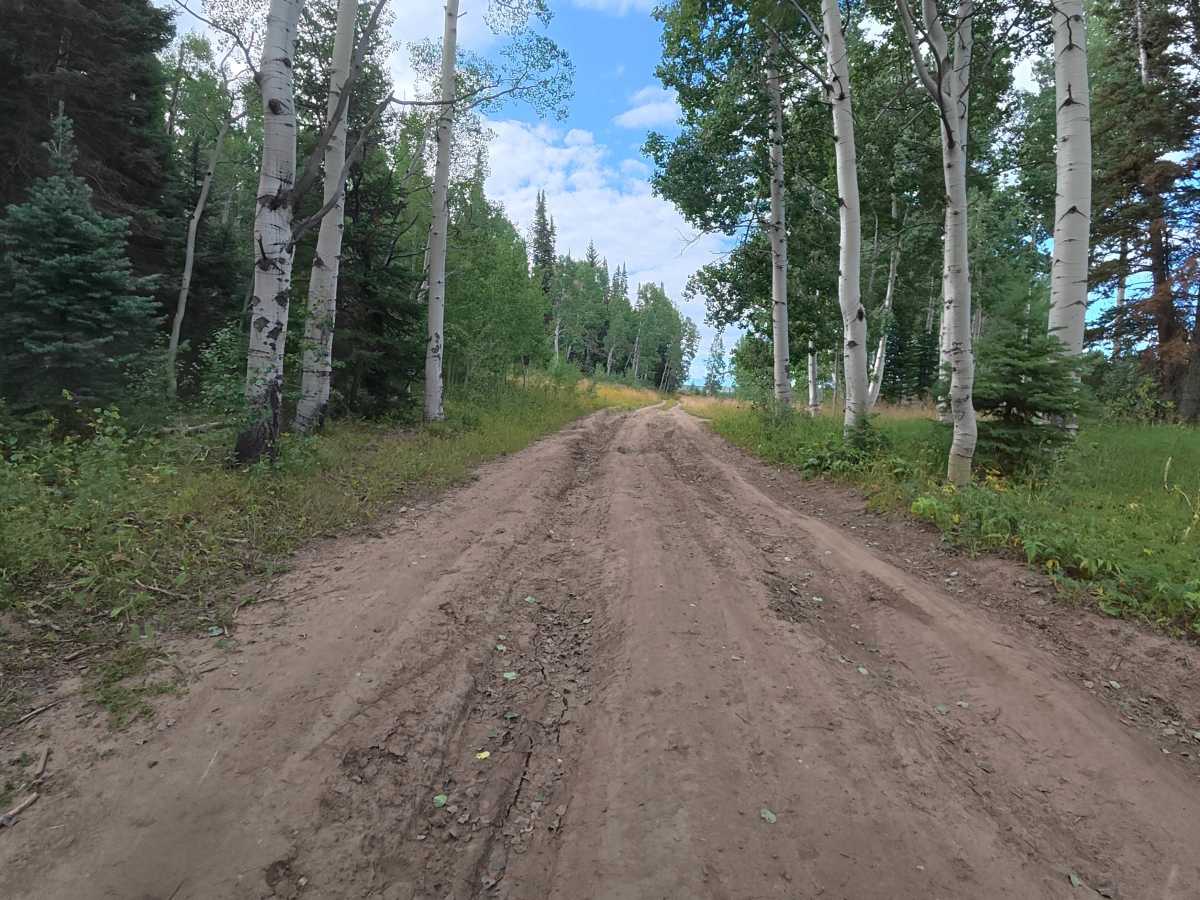 Joe Mule Park - FS 245 trail photo