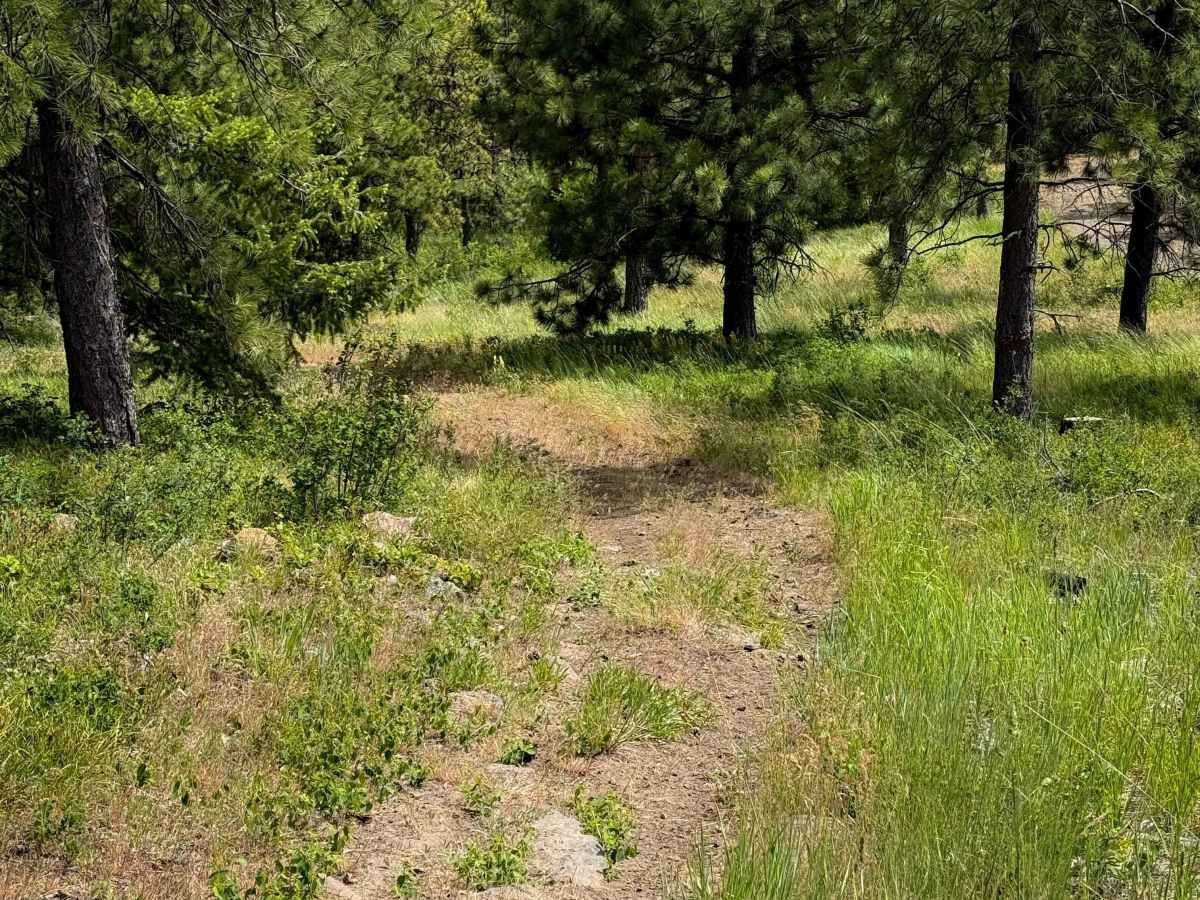 Blast Off - Trail 411  photo 6