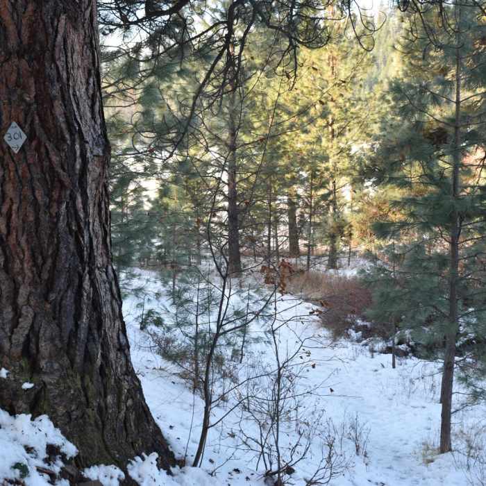 Near Blue Mountain National Recreation Trail