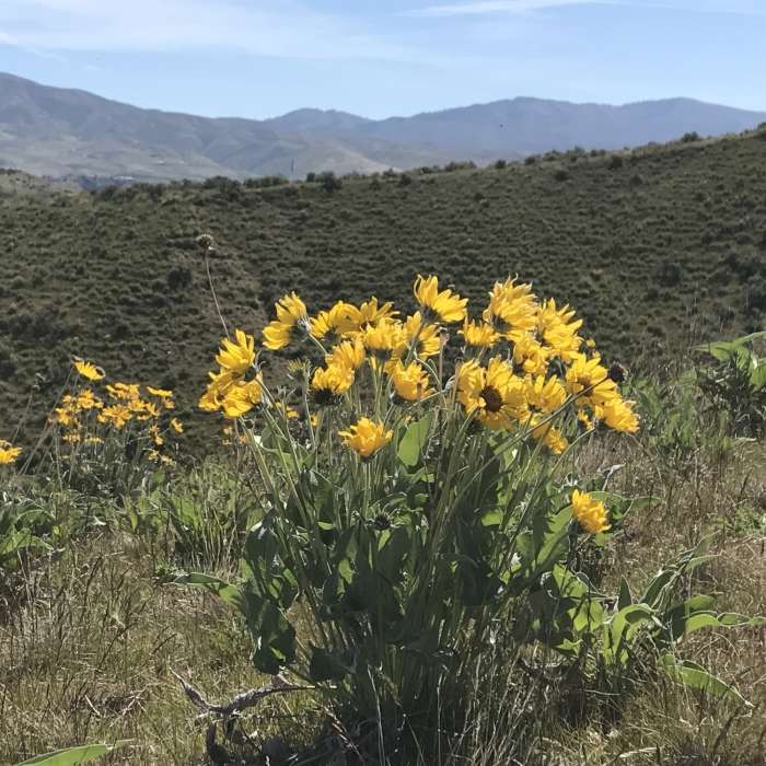 Near Harrison Hollow Trail