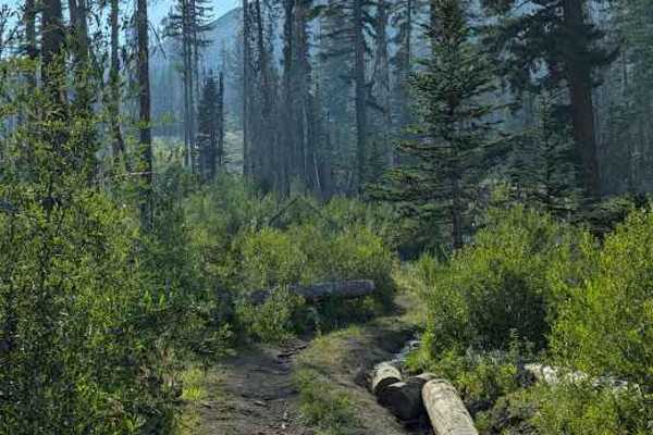 Nealy Creek - FS 4W315