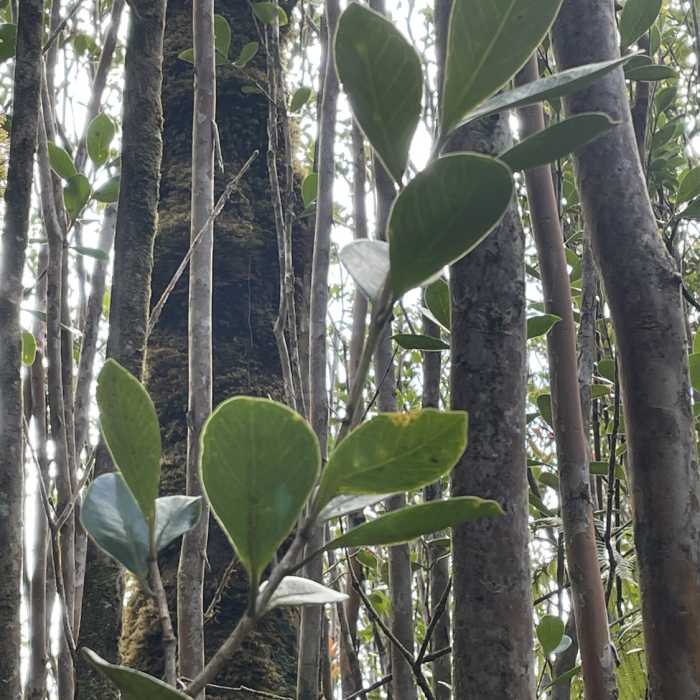 Near Kahauale'a Trail