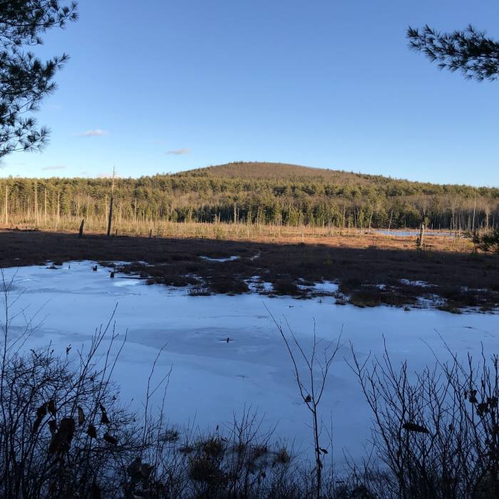 A view of Trask Swamp from the blue trail Near Blue Trail