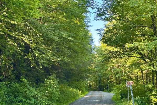 Bear Run Road - FS 223