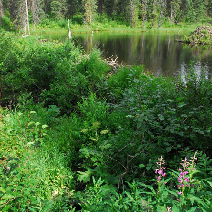 Near Northern K'esugi Ridge via Little Coal Creek Trailhead Near Northern K'esugi Ridge via Little Coal Creek Trailhead