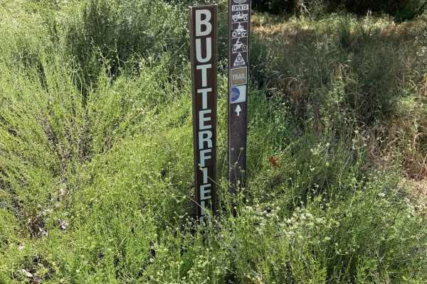Butterfield