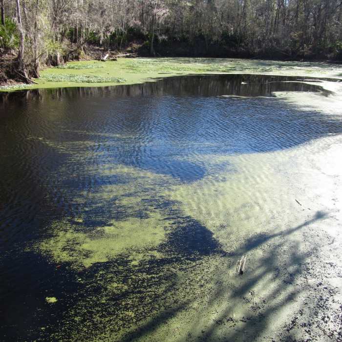 Santa Fe River Sink Near O'Leno State Park Out-and-Back