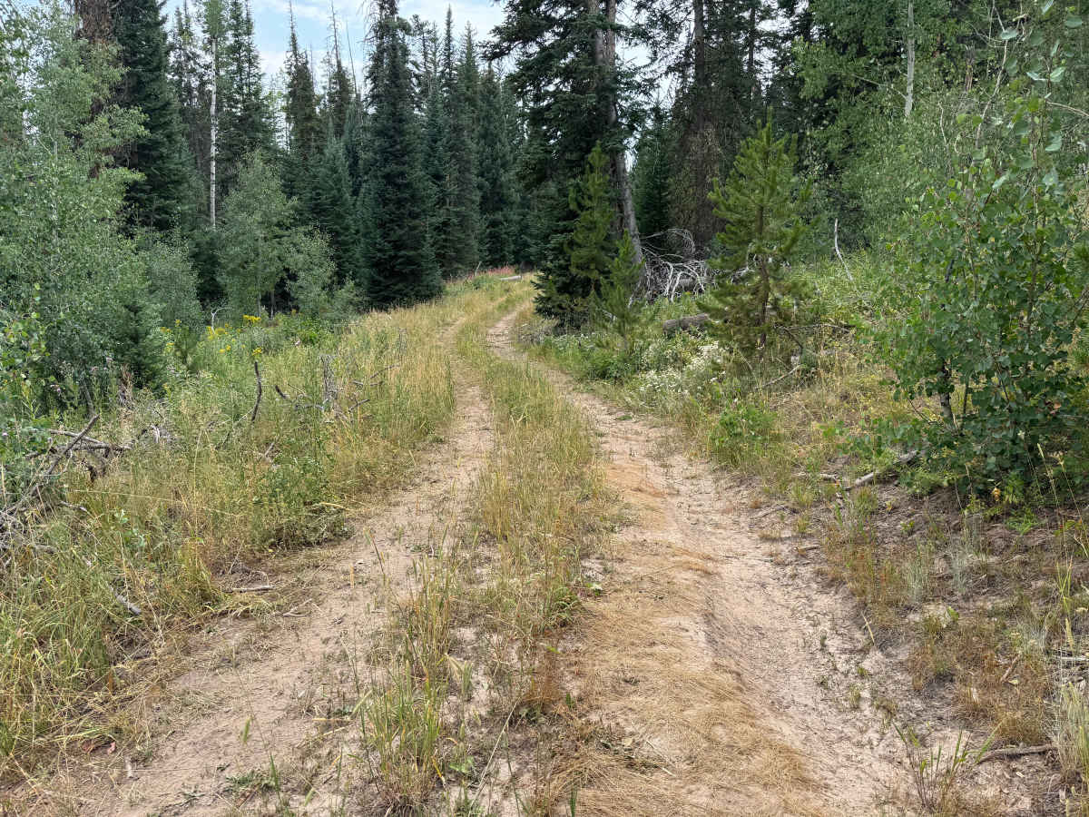 Mill Creek Road - FS 469 photo 5