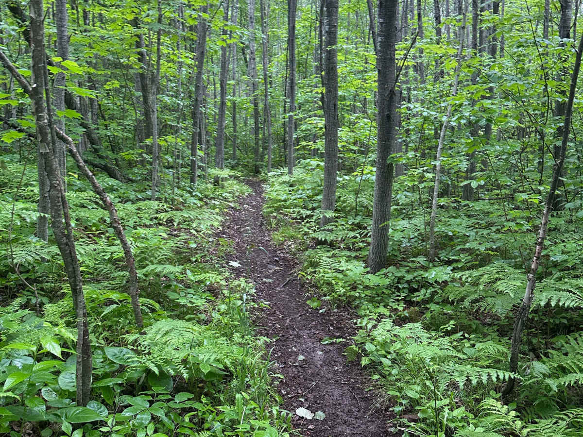 Alger Grade - Trail 9 photo 5