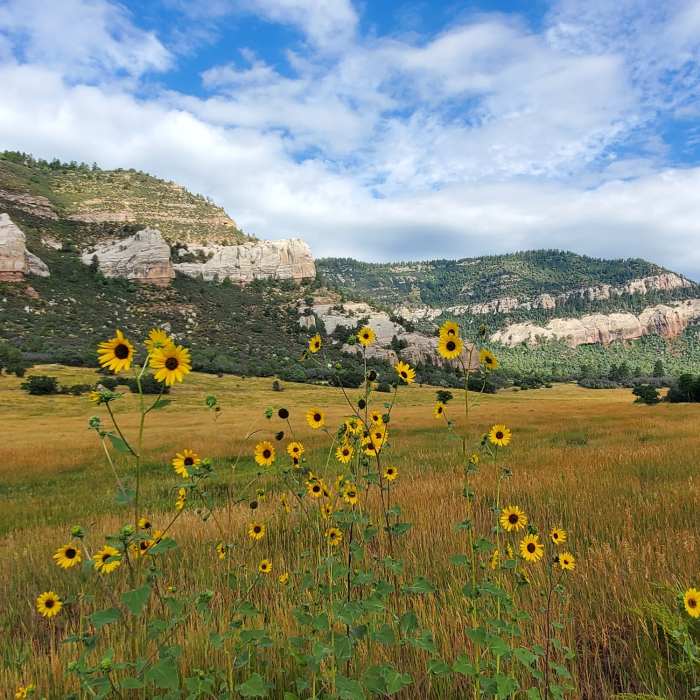 Near South Meadow