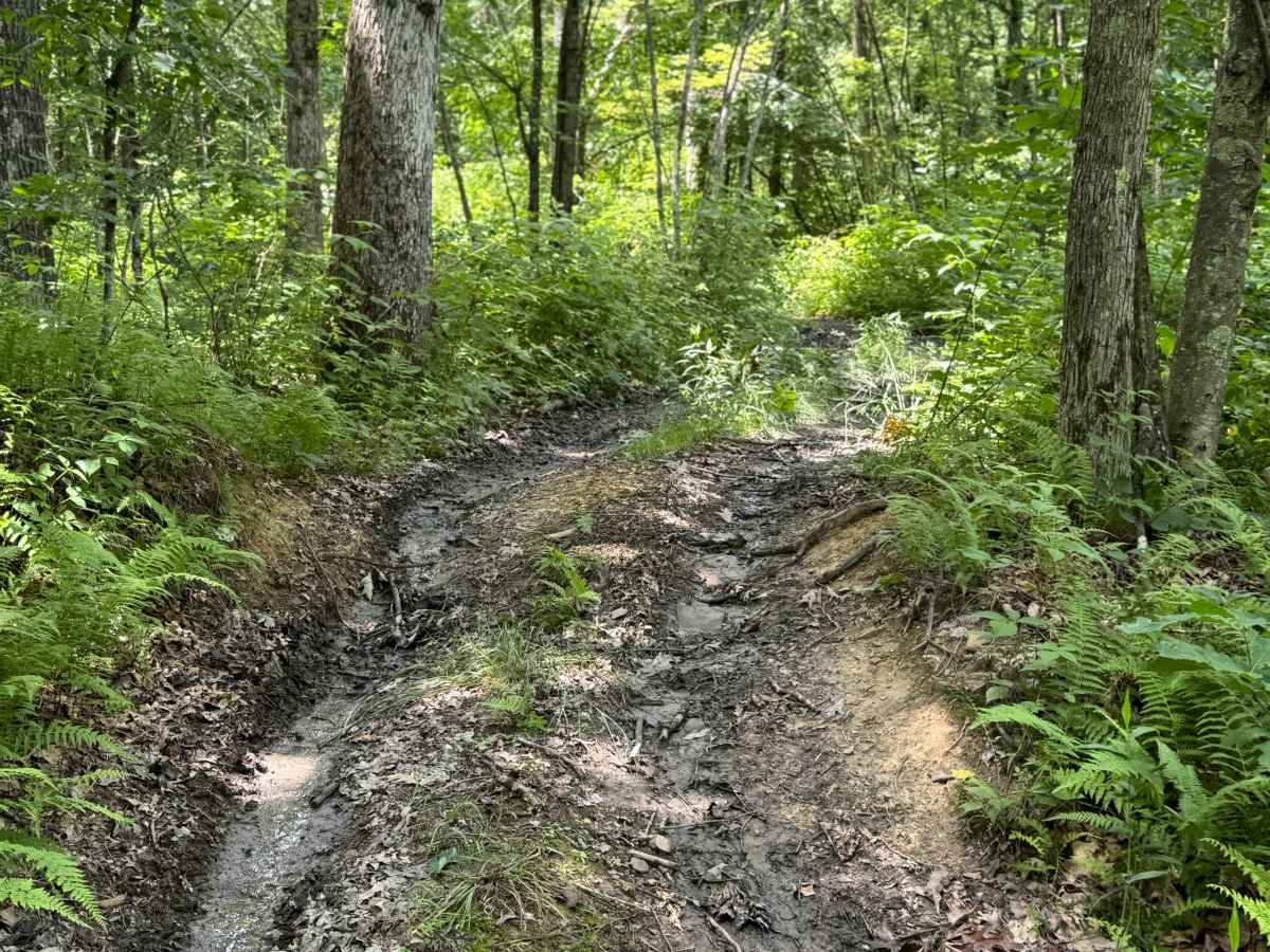 Trail 37 photo 5