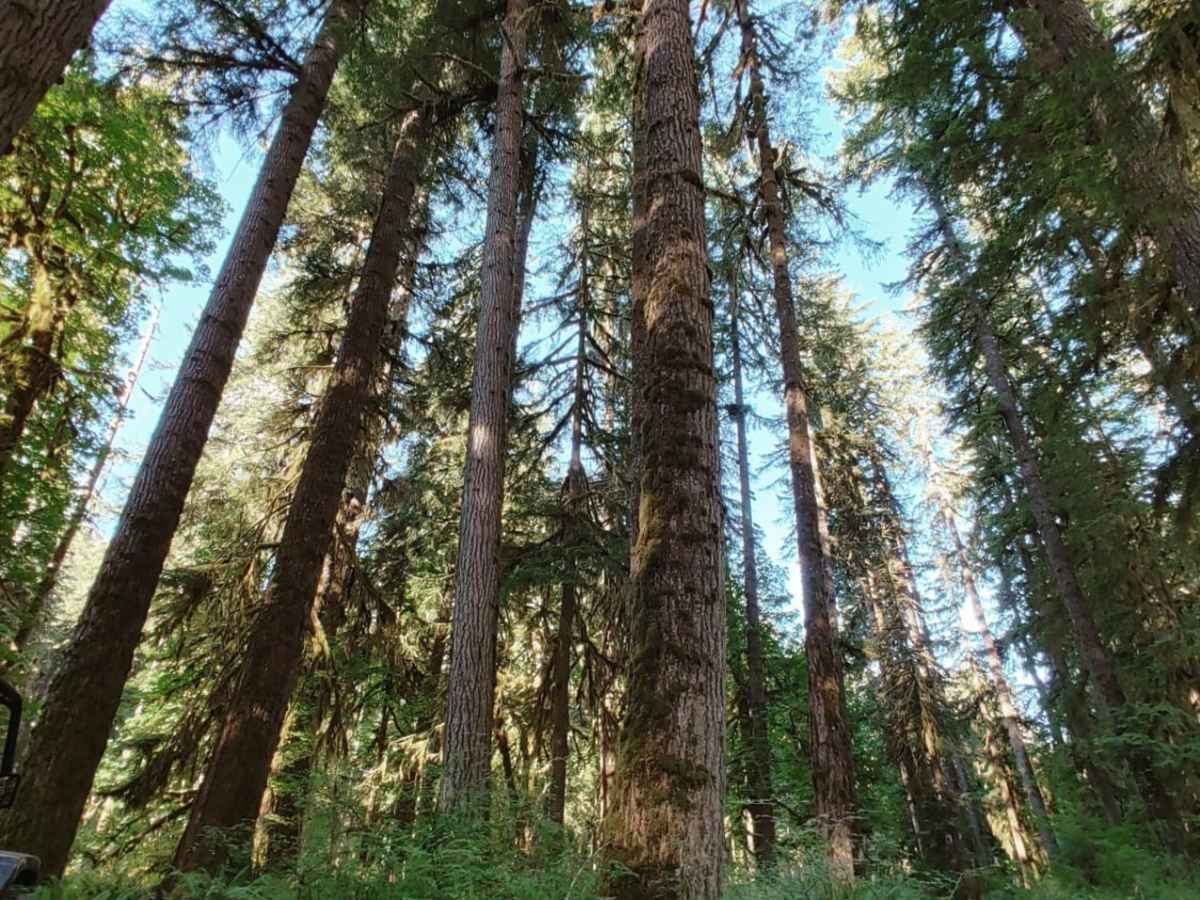 Graves Creek Camp Trail photo 2