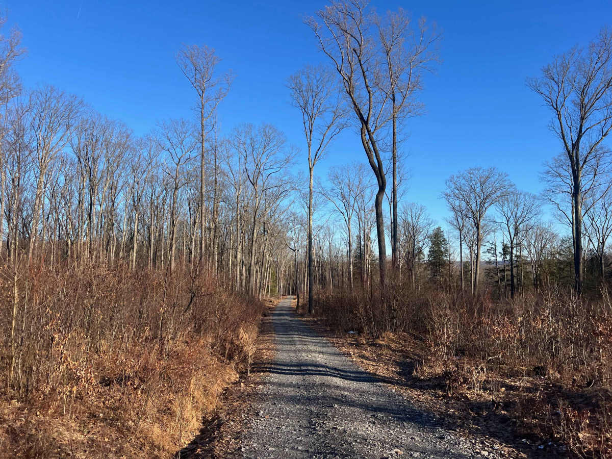 Evans Fire Road photo 6