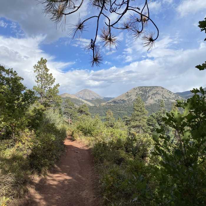 Near Dodgeton Creek Trail #1302