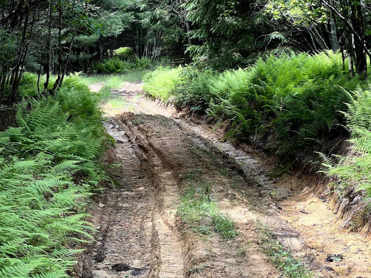 Smith's Run Trail photo 6