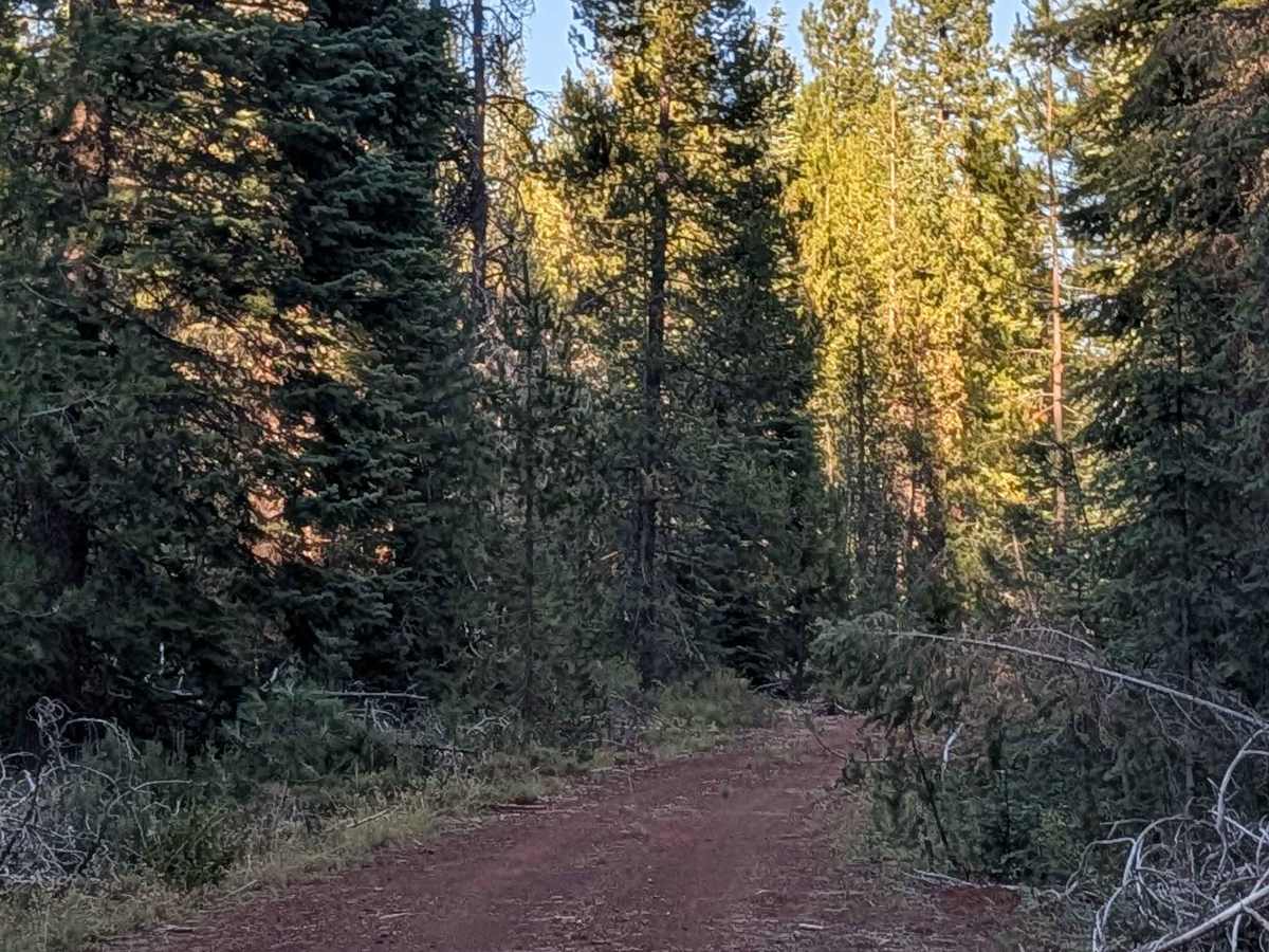 Hambone - FS 41N23 trail photo