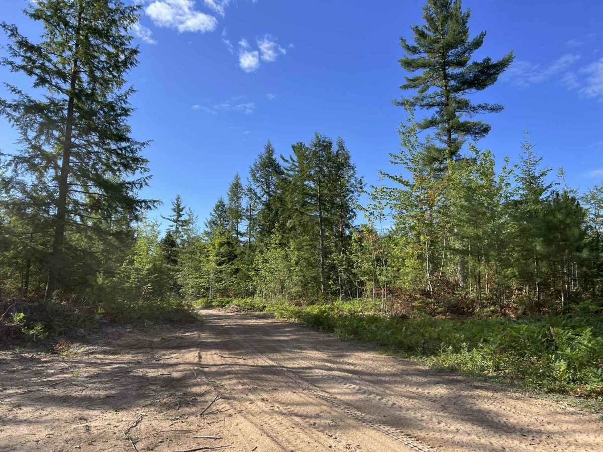 Route FIR - Forest Road 13042 photo 3