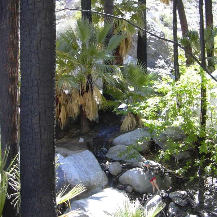 Near Hellhole Canyon Trail to Maidenhair Falls