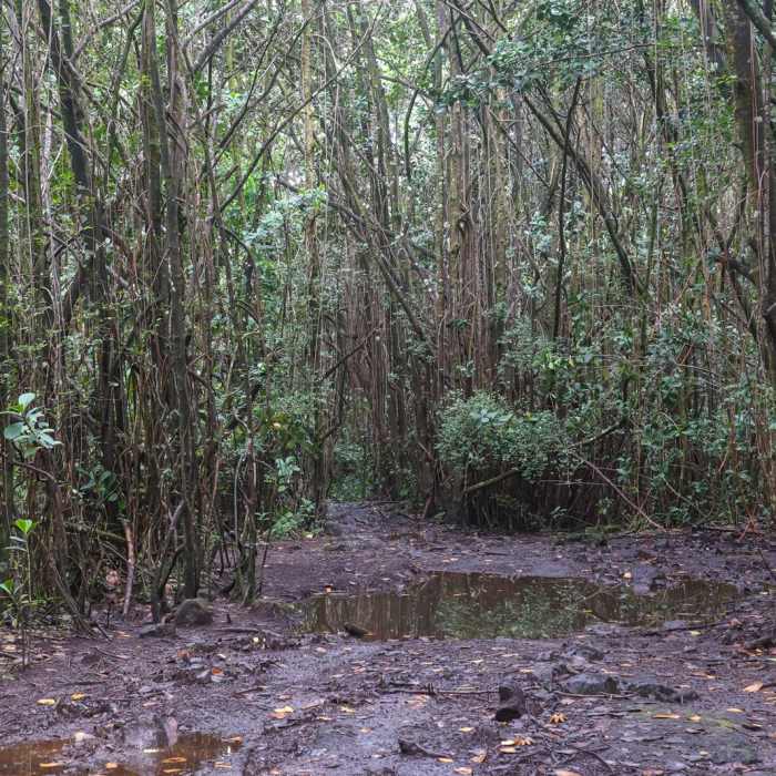 Near Ha'ena Beach / Shipman Beach via Puna Coastal Trail
