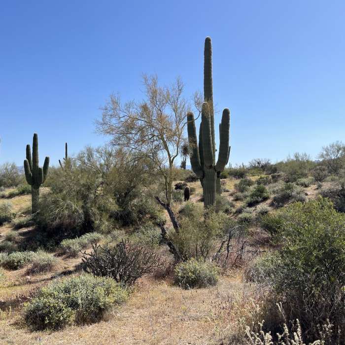 Near Wild Horse - Stinger Loop Near Wild Horse - Stinger Loop