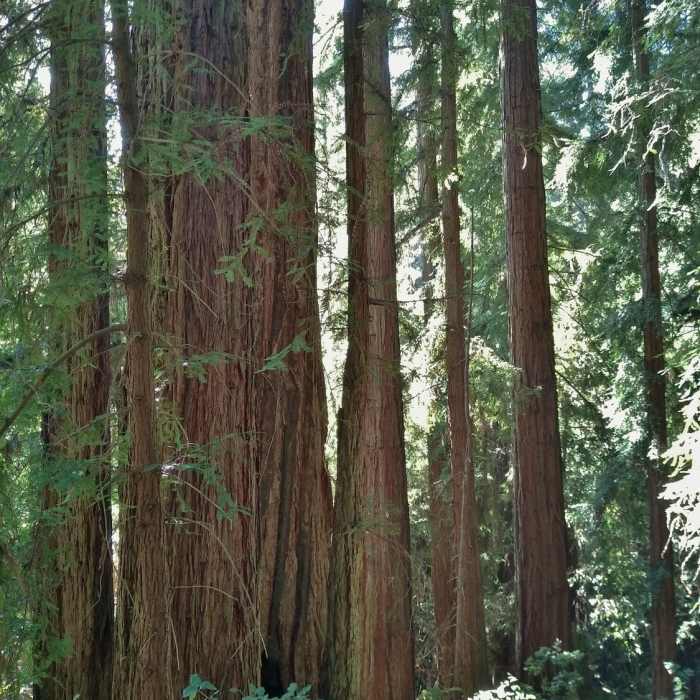 Near Iron Springs Trail