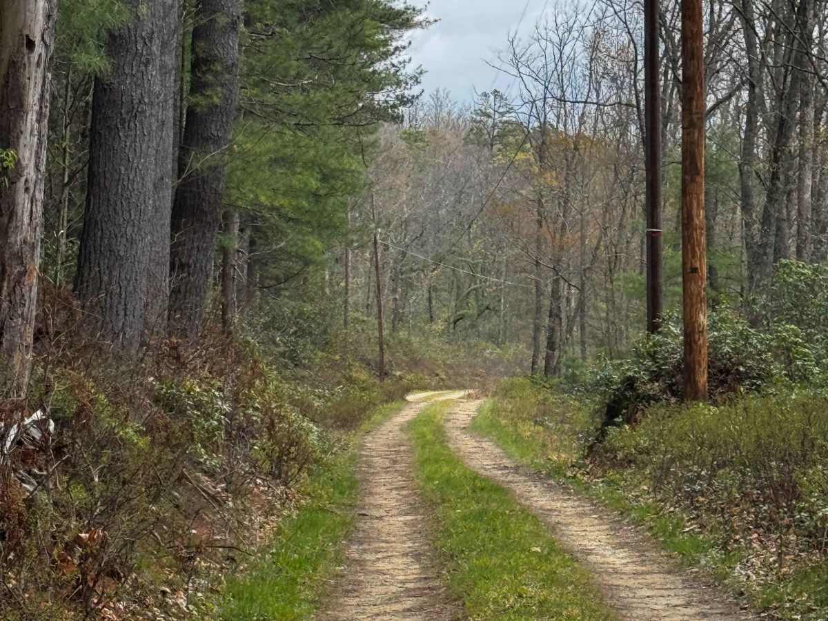 Pine Hollow Road photo 5