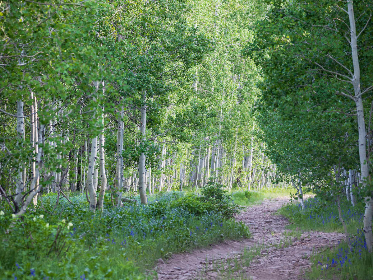 Bone Hollow - FR 70019 trail photo