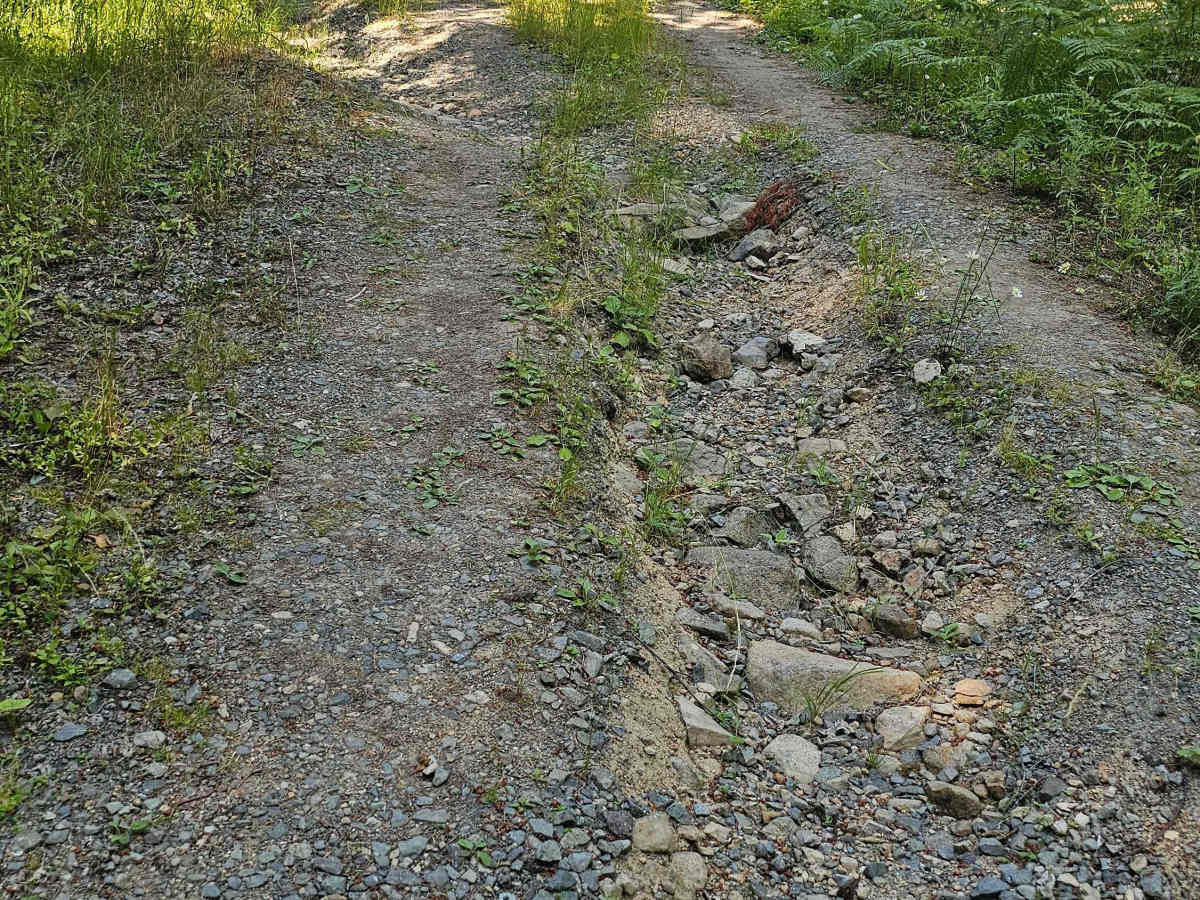 Marten photo 3