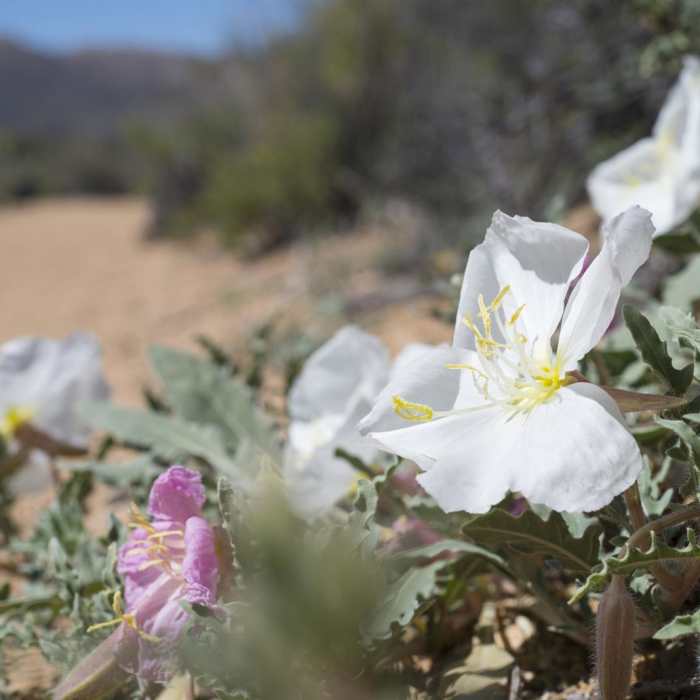 Near Lost Horse Mine Loop Near Lost Horse Mine Loop