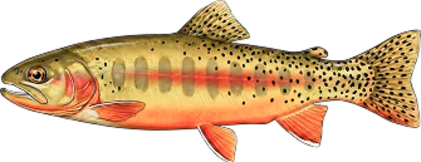 Golden trout