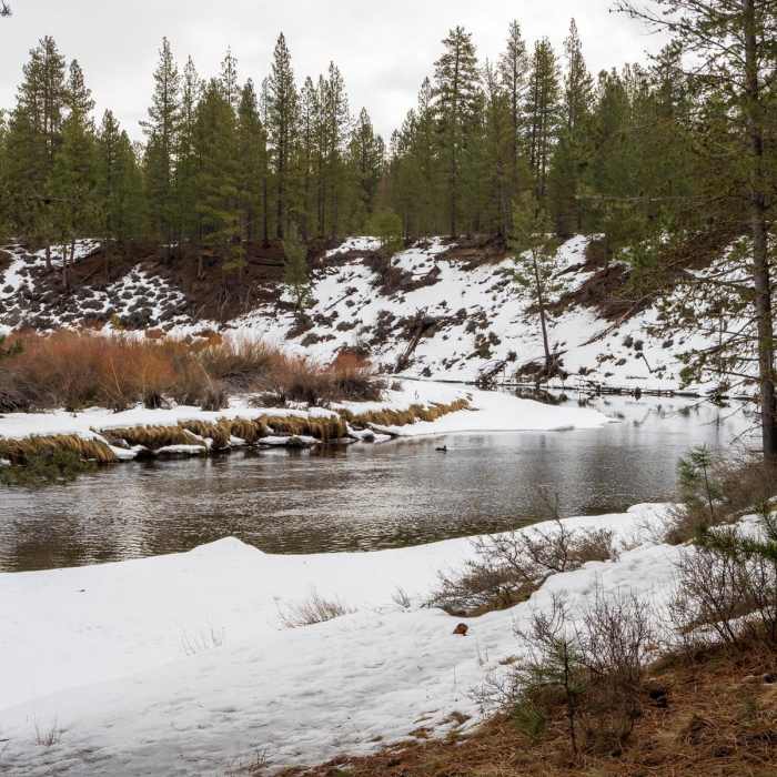 Near Big Tree Loop via Cougar Woods Trail