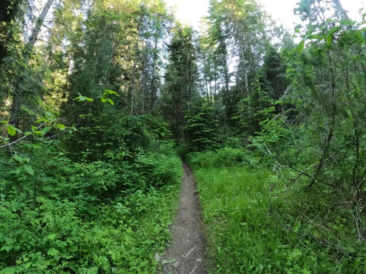 Graham Creek trail photo
