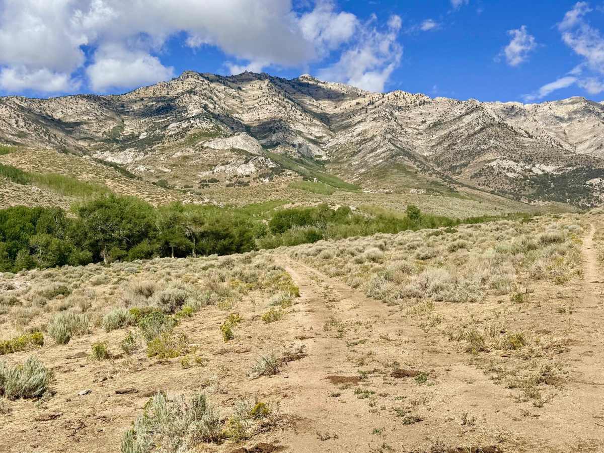 Lutts - FS 17638 trail photo