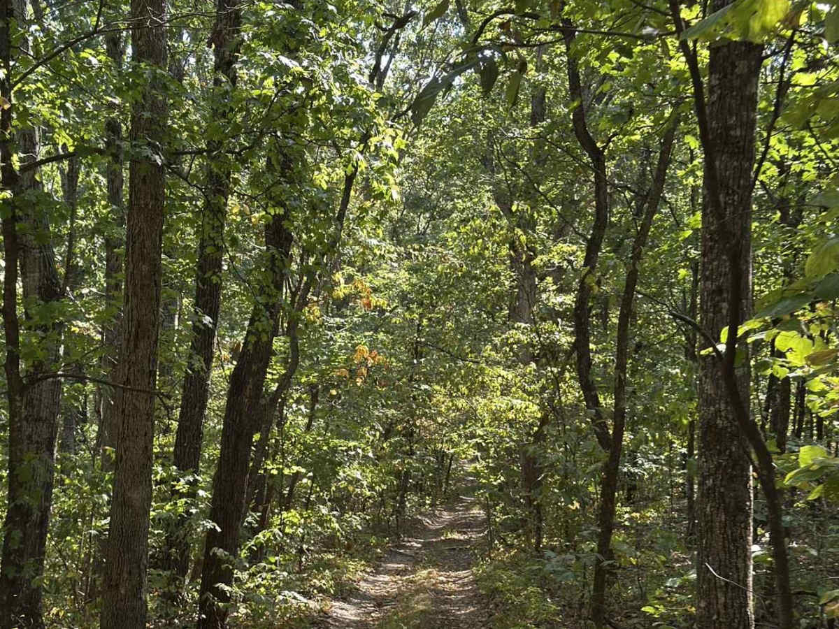 Beachler Ridge - FS 549 photo 2