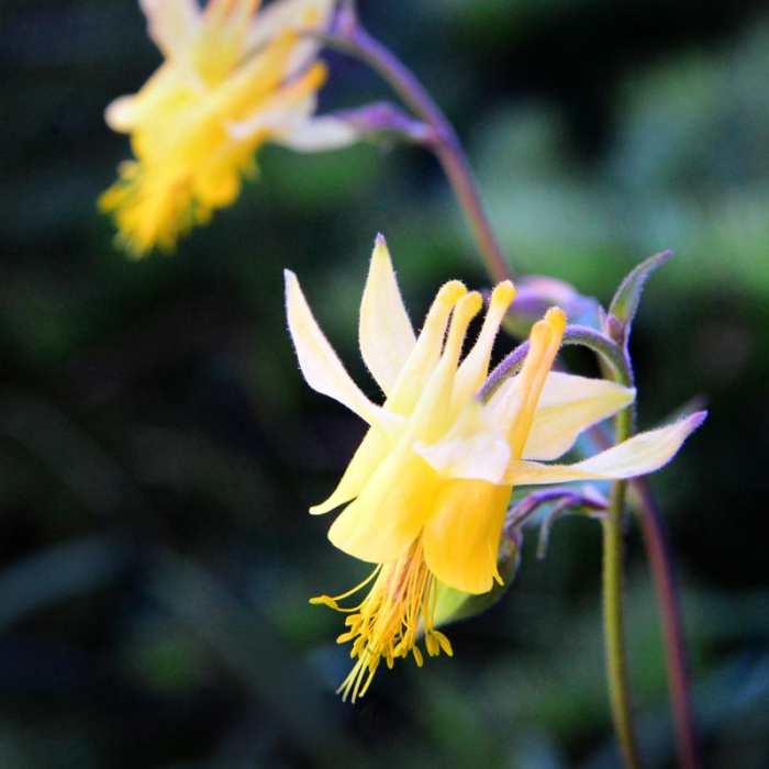 Near Echo Lake and Traverse Lake