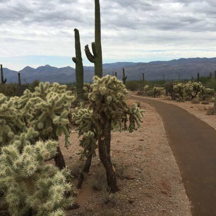 Near Mica View - Cactus Forest Mini Loop