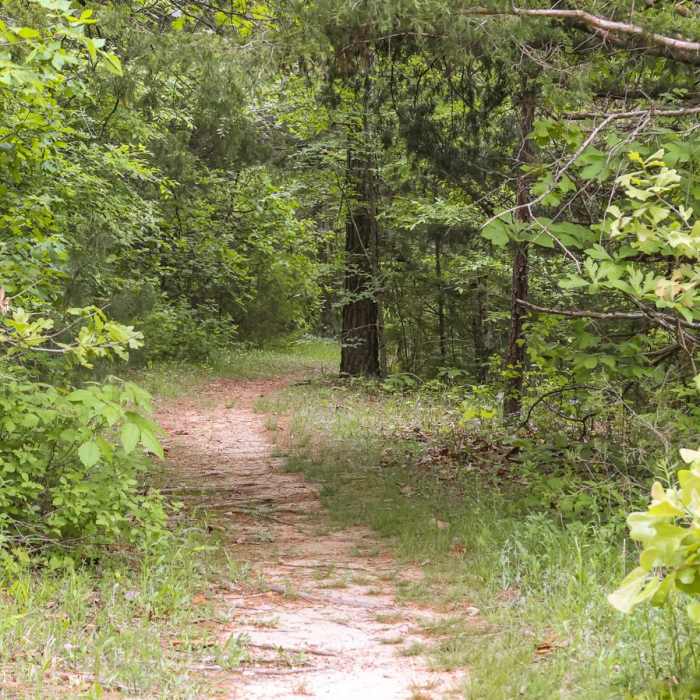 Near Chinquapin Trail Near Chinquapin Trail